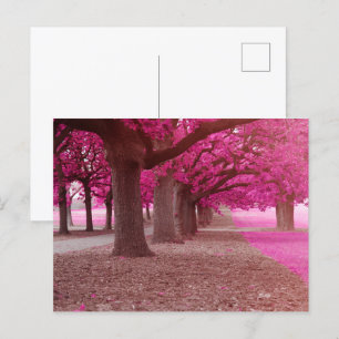 Pink Fantasy Park Postkarte