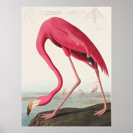 Pink Flamingo-Abbildung Poster (Vorne)