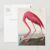 Pink Flamingo-Abbildung Postkarte (Vorne/Hinten)