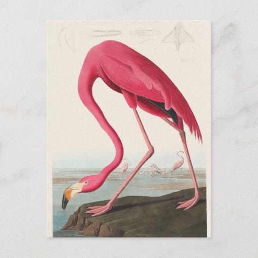 Pink Flamingo-Abbildung Postkarte (Vorderseite)