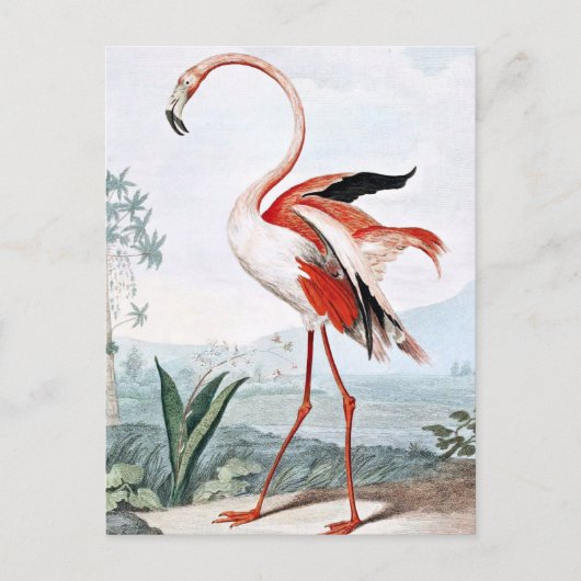 Pink Flamingo Bird Vintage Kunst Postkarte (Vorderseite)