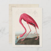 Pink Flamingo, Birds of America by J.J. Audubon Postkarte (Vorne/Hinten)