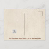 Pink Flamingo, Birds of America by J.J. Audubon Postkarte (Rückseite)