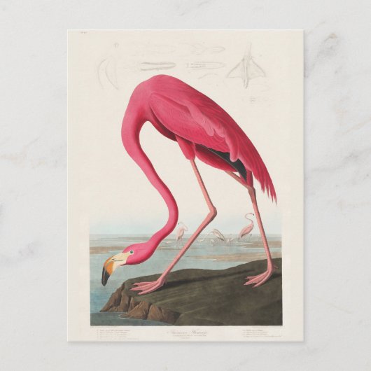 Pink Flamingo, Birds of America by J.J. Audubon Postkarte (Vorderseite)