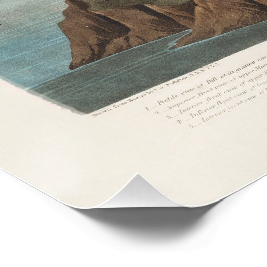 Pink Flamingo by John Audubon Poster (Ecke)