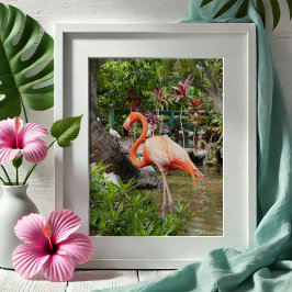 Pink Flamingo Dekoration Fotografie Bonita Springs