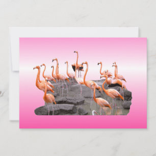 Pink Flamingo Einladung