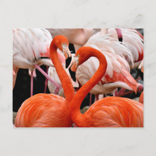 Pink Flamingo Flock Liebe Herzlich Willkommen bei  Postkarte
