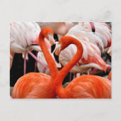 Pink Flamingo Flock Liebe Herzlich Willkommen bei  Postkarte (Vorderseite)