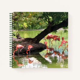 Pink Flamingo Flock Wildlife Foto Notizblock