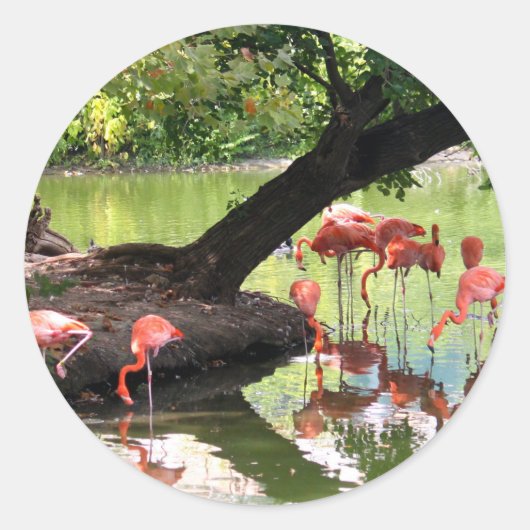 Pink Flamingo Flock Wildlife Foto Runder Aufkleber (Vorderseite)