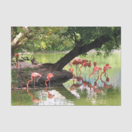 Pink Flamingo Flock Wildlife Foto Seidenpapier