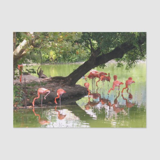 Pink Flamingo Flock Wildlife Foto Seidenpapier (Vorderseite)