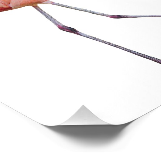 Pink Flamingo Fotodruck (Ecke)