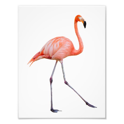 Pink Flamingo Fotodruck (Vorne)