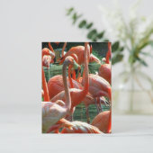 Pink Flamingo Gruppe, viele Flamingos Bild! Postkarte (Stehend Vorderseite)