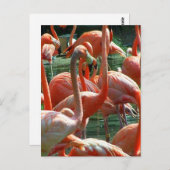 Pink Flamingo Gruppe, viele Flamingos Bild! Postkarte (Vorne/Hinten)