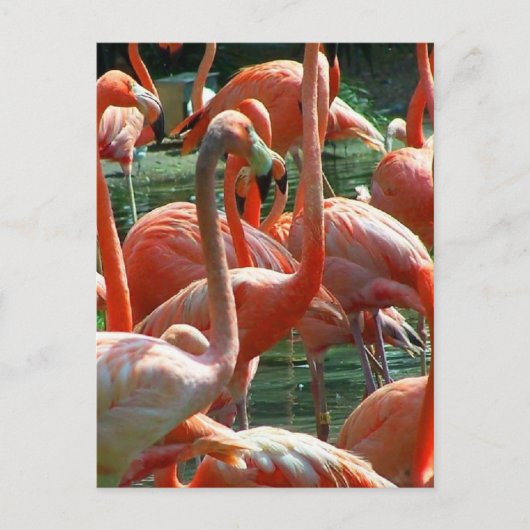Pink Flamingo Gruppe, viele Flamingos Bild! Postkarte (Vorderseite)