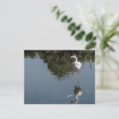 pink flamingo in the water postkarte (Stehend Vorderseite)