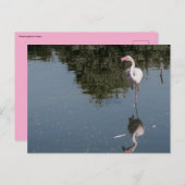 pink flamingo in the water postkarte (Vorne/Hinten)