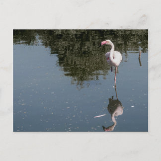 pink flamingo in the water postkarte