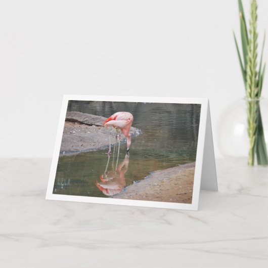 Pink Flamingo Karte (Vorderseite)