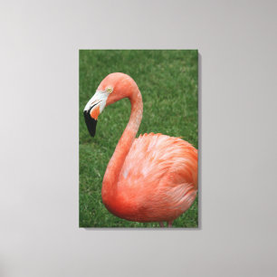 Pink Flamingo Leinwanddruck