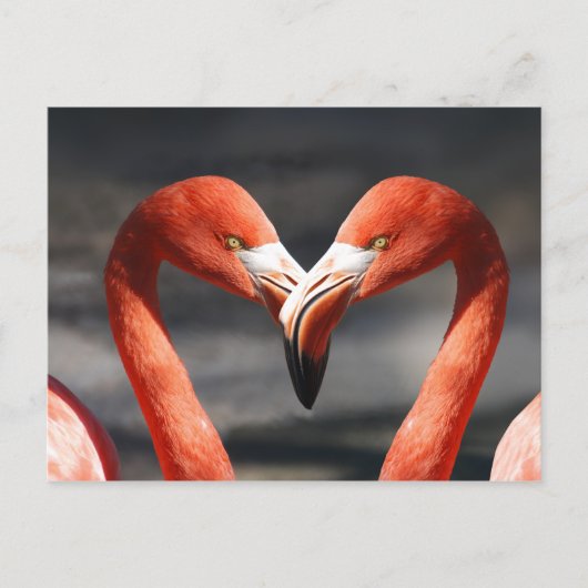 Pink Flamingo Liebe Postcard Postkarte (Vorderseite)