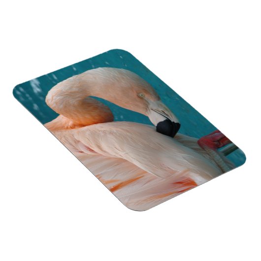 Pink Flamingo Magnet (Rechte Seite)