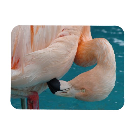 Pink Flamingo Magnet (Horizontal)