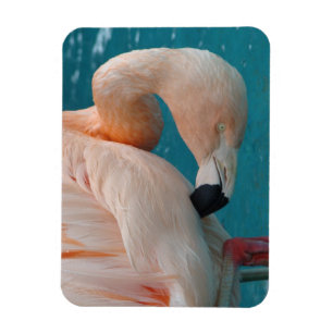 Pink Flamingo Magnet