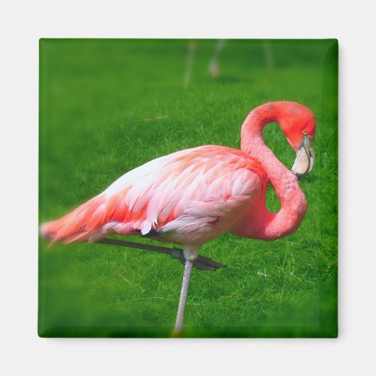 Pink Flamingo Magnet (Vorne)