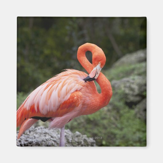 Pink Flamingo Magnet (Vorne)