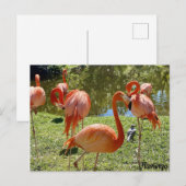 Pink Flamingo Nature Postkarte (Vorne/Hinten)