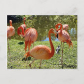 Pink Flamingo Nature Postkarte (Vorderseite)