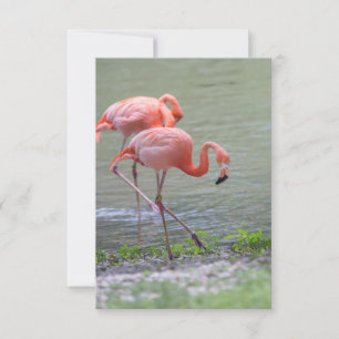 Pink Flamingo Notecard Dankeskarte