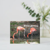 Pink Flamingo Pair Wildlife Foto Geburtstag Postkarte (Stehend Vorderseite)