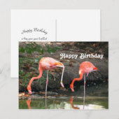 Pink Flamingo Pair Wildlife Foto Geburtstag Postkarte (Vorne/Hinten)