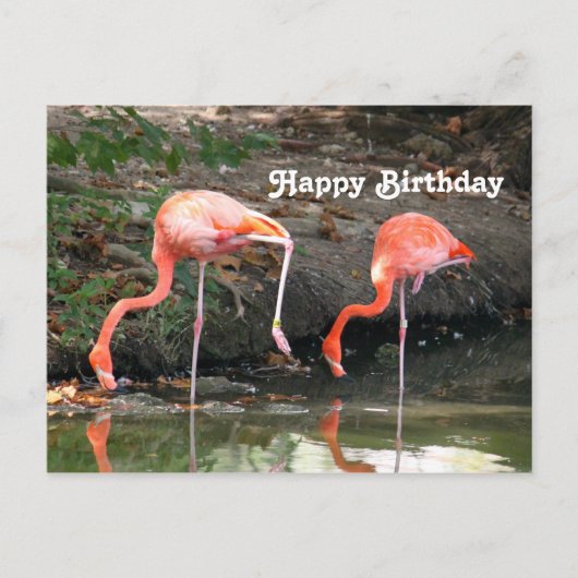 Pink Flamingo Pair Wildlife Foto Geburtstag Postkarte (Vorderseite)