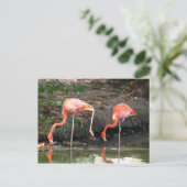 Pink Flamingo Pair Wildlife Foto Postkarte (Stehend Vorderseite)