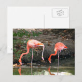 Pink Flamingo Pair Wildlife Foto Postkarte (Vorne/Hinten)