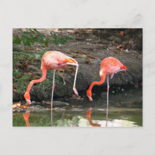 Pink Flamingo Pair Wildlife Foto Postkarte