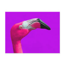 Pink Flamingo Post Card, Lila Hintergrund