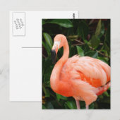 Pink Flamingo Postcard Postkarte (Vorne/Hinten)