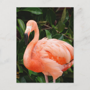 Pink Flamingo Postcard Postkarte