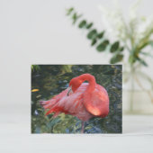 Pink Flamingo Postcard Postkarte (Stehend Vorderseite)