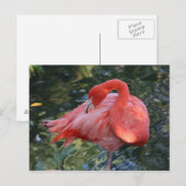 Pink Flamingo Postcard Postkarte (Vorne/Hinten)
