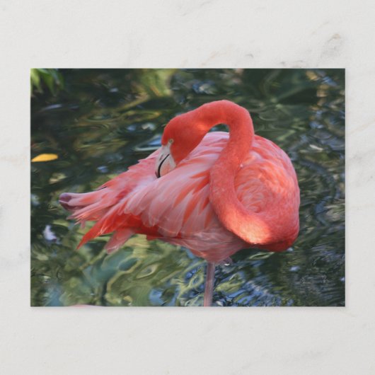 Pink Flamingo Postcard Postkarte (Vorderseite)
