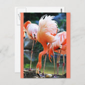 Pink Flamingo Postcard Postkarte (Vorne/Hinten)
