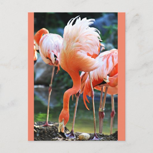 Pink Flamingo Postcard Postkarte (Vorderseite)